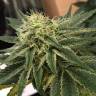 заказать на сайте семена конопли Indigo Berry Kush feminised Sweet Seeds
