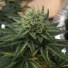 где можно заказать семена конопли Indigo Berry Kush feminised Sweet Seeds