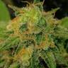Pablo Escobar feminised Ganja Seeds