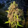 Pablo Escobar feminised Ganja Seeds