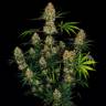 семена конопли для курения Auto Hindu Kush feminised семена конопли для курения Auto Hindu Kush feminised
