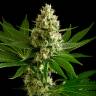 автоцветущие семена конопли Auto OG Kush feminised
