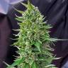 Deathlok feminised GanjaVIP Seeds
