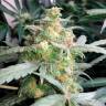 Deathlok feminised GanjaVIP Seeds