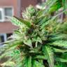 Deathlok feminised GanjaVIP Seeds