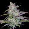 семена конопли в оригинальных упаковках Arjan's Haze 2 feminised Green House Seeds
