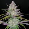 семена конопли недорого Arjan's Haze 2 feminised Green House Seeds