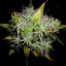 семена конопли Arjan's Haze 2 feminised Green House Seeds