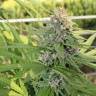 Hollands Hope feminised Dutch Passion Seeds