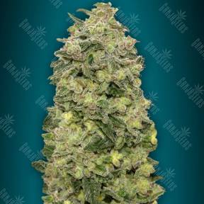 Auto Afghan Skunk feminised Advanced Seeds