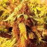 конопля семена сорта заказать LA Cannalope regular DNA Genetics