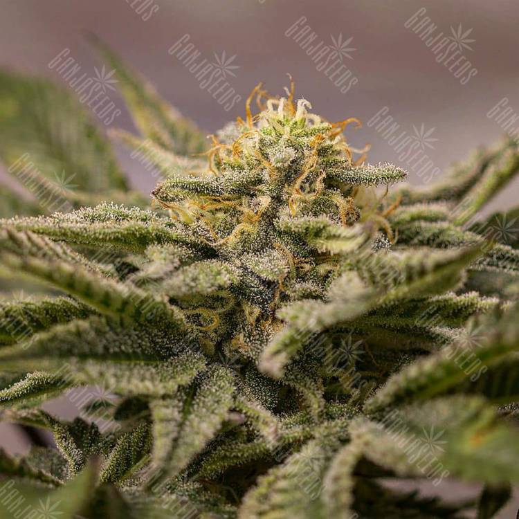 урожайные семена конопли OGKZ feminised Humboldt Seeds урожайные семена конопли OGKZ feminised Humboldt Seeds
