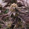 семена конопли недорого OGKZ feminised Humboldt Seeds семена конопли недорого OGKZ feminised Humboldt Seeds