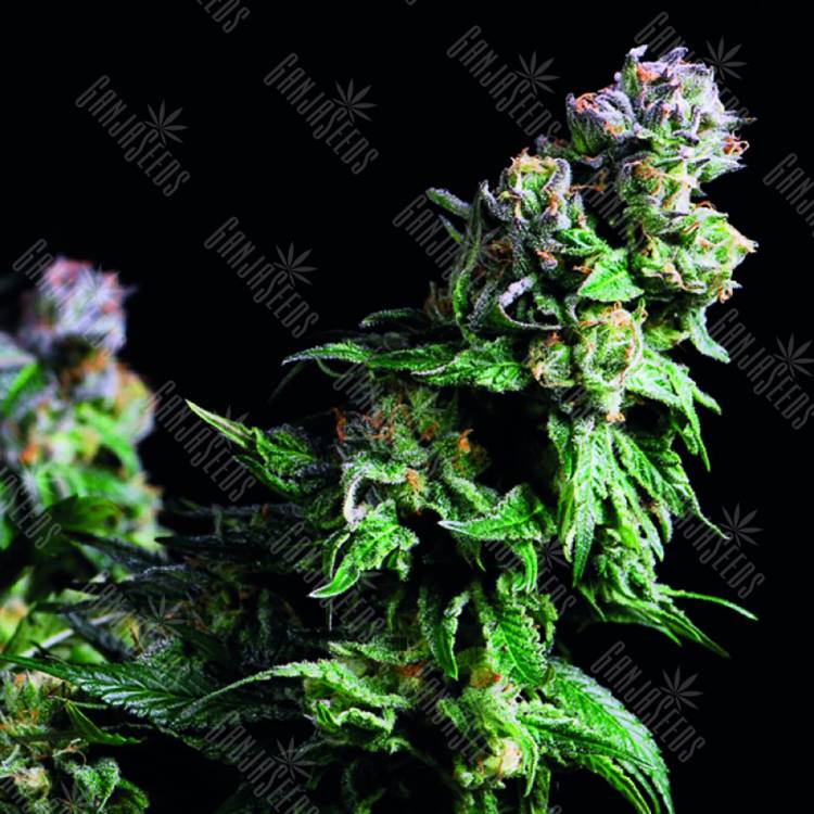 семена конопли в интернете Purple Urkle feminised Pyramid Seeds семена конопли в интернете Purple Urkle feminised Pyramid Seeds