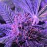 семена конопли Shining Silver Haze feminised Royal Queen
