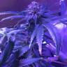 заказ семян конопли Shining Silver Haze feminised Royal Queen