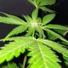 семена конопли Россия Jack 47 F1 Fast Version feminised Sweet Seeds