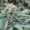 семена конопли индика Auto Lemon Skunk feminised