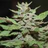 семена конопли для курения Auto Lemon Skunk feminised