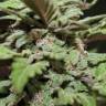 семена конопли марихуаны Auto Lemon Skunk feminised