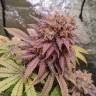 заказать семена конопли качественные Fruity Jack feminised