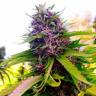 Havok feminised GanjaVIP Seeds