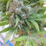 где заказать семена конопли Arjan's Haze 3 feminised Green House Seeds