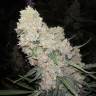 купить семена в России купить Auto Sour Diesel feminised купить семена в России купить Auto Sour Diesel feminised