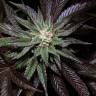 семена индийской конопли LA Confidential regular DNA Genetics