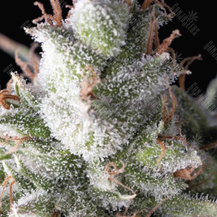 семена конопли гидропоники Ramses feminised Pyramid Seeds