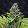  купить семена конопли S.A.D. (Sweet Afgani Delicious) feminised Ganja Seeds Fast Version дешиво