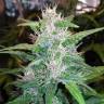 заказать на сайте семена конопли Auto Red Poison feminised заказать на сайте семена конопли Auto Red Poison feminised
