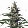 заказать качественные семена конопли Arjan's Ultra Haze 1 feminised Green House Seeds заказать качественные семена конопли Arjan's Ultra Haze 1 feminised Green House Seeds