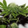 регулярные семена конопли G13 regular