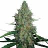 заказать на сайте семена конопли G13 regular