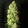  хорошие семена конопли G13 regular