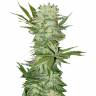 семена конопли недорого G13 regular