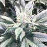 хорошие семена конопли Haze regular Ganja Seeds