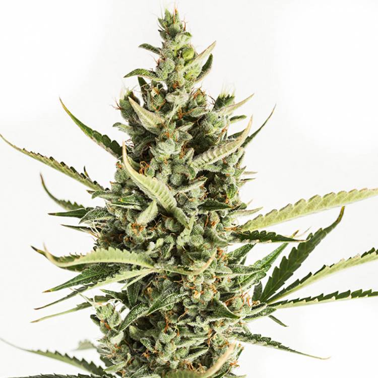 семена конопли интернет магазин Auto Amnesia XXL feminised Dinafem Seeds семена конопли интернет магазин Auto Amnesia XXL feminised Dinafem Seeds