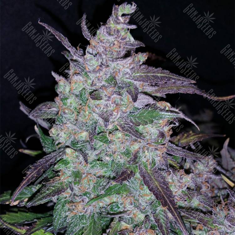 семена конопли для выращивания Auto Fastberry feminised Fast Buds