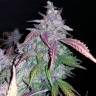 семена конопли в интернете Auto Fastberry feminised Fast Buds