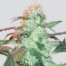семена сортовой конопли Auto Supreme CBD Lemon OG feminised Nirvana Seeds