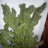 Tangerine Dream feminised Ganja Seeds