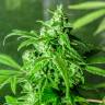 Juggernaut feminised GanjaVIP Seeds