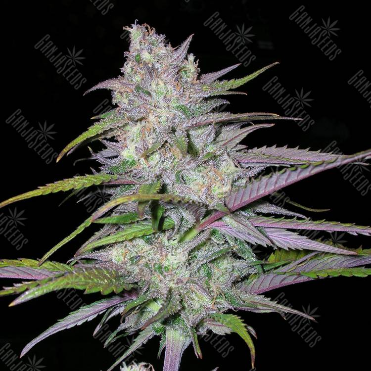 заказать на сайте семена конопли Arjan's Ultra Haze 2 feminised Green House Seeds