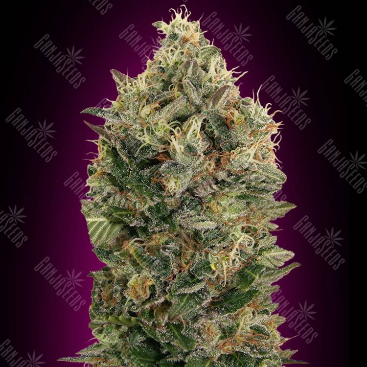 заказать на сайте семена конопли Auto Black Diesel feminised Advanced Seeds заказать на сайте семена конопли Auto Black Diesel feminised Advanced Seeds