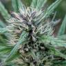 семена конопли Спб Raspberry Diesel feminised Humboldt Seeds семена конопли Спб Raspberry Diesel feminised Humboldt Seeds