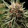 семена конопли с доставкой Shark feminised Pyramid Seeds