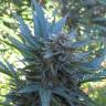 семена конопли дешево Mohan Ram feminised Sweet Seeds