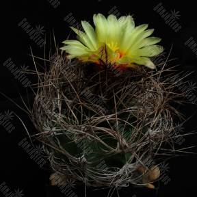 Astrophytum senile viesca